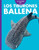 Curiosidad Por Los Tiburones Ballena
