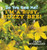 Do You See Me? I'm a Busy, Buzzy Bee! - (Hardback or Cased Book)