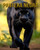 Pantera negra: Datos Interesantes e Imágenes Sobre Pantera negra