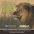 Cecil's Pride: The True Story of a Lion King