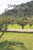 Under the Orange Trees