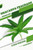 Dracaena fragrans: Closed terrarium, Beginner's Guide