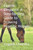 Equine Elegance: A Step-by-Step Guide to Drawing Majestic Horses