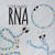 The Baby Biochemist: RNA (Volume 2)