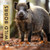 Wild Boars: Picture book for children
