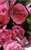 Black Roses