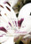 When the Lily Blooms: Reflections to Restore the Heart and Soul