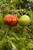 Composting for Organic Gardens