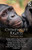 Chimpanzee Rights