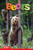 Bears