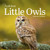 Audubon Little Owls Mini Wall Calendar 2026