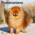 Pomeranians 2026 12 X 24 Inch (Hanging) Monthly Square Wall Calendar Plastic-Free