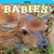 Elk Babies!