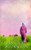 The Heartbreaker (Amish Country Brides)
