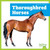 Thoroughbred Horses