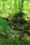 Moss and Fern
