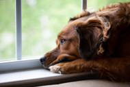 Managing Loss and Sadness in Multi-Animal Homes Managing Loss and Sadness in Multi-Animal Homes