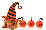 Keeping Pets Safe on Halloween Keeping Pets Safe on Halloween