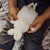 Roly Poly Bunny | White | Bunnies by the Bay