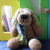  Brown Spotted Dog | Melange Collection