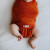 Swaddle Wrap | Rust | embe
