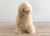 Alpaca Stuffed Animal | Shupaca