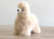  Alpaca Stuffed Animal | Shupaca