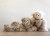  Alpaca Stuffed Bear | Shupaca