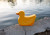 Duck Music Box |Jack Rabbit Creations