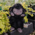 This adorable kiddo the lamb is a delightful addition to any plush collection and is sure to become a treasured companion.