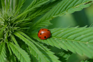Exploring the Entourage Effect: Cannabis' Concert of Complexity