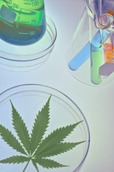 Understanding Full Spectrum, Broad Spectrum & Isolates in Hemp
