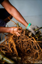 Unveiling Kava: Your Guide to Nature's Relaxing Elixir