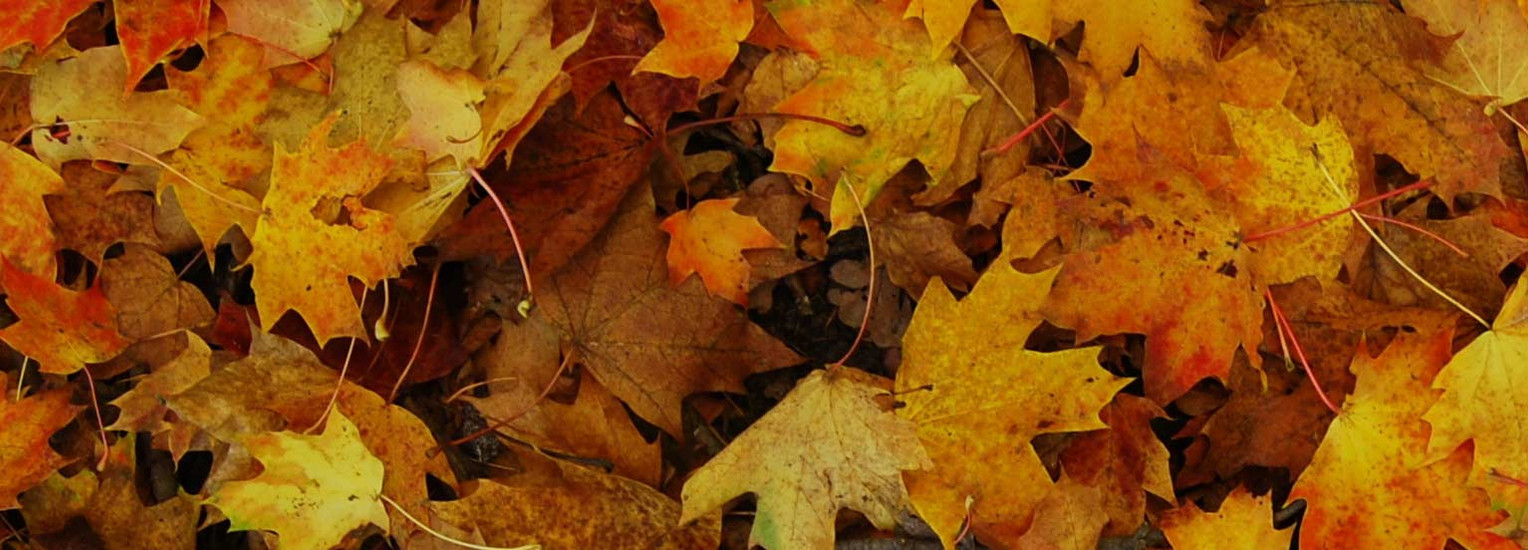 How to Prepare Your Classroom for Thanksgiving How to Prepare Your Classroom for Thanksgiving