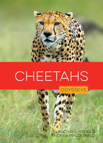 Cheetahs (Odysseys in the Wild) book cover by Rachael Hanel