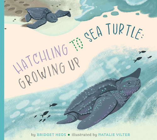 Hatchling to Sea Turtle: Growing Up book cover by Bridget Heos