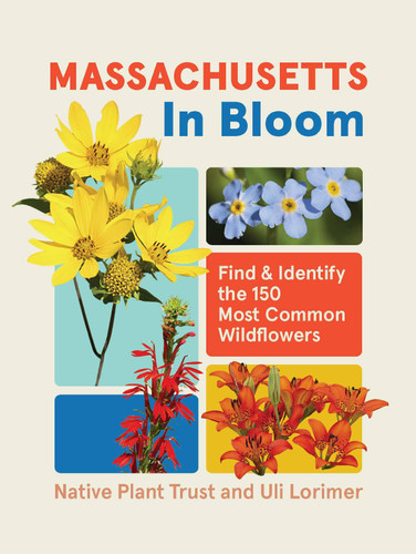 Massachusetts in Bloom: Find and Identify the 150 Most Common Wildflowers (In Bloom) book cover by Uli Lorimer, Native Plant Trust