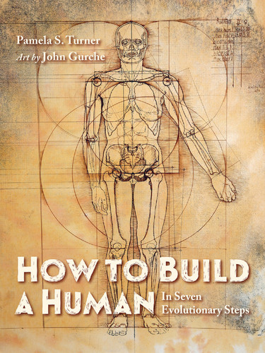 How to Build a Human: In Seven Evolutionary Steps book cover by Pamela S. Turner