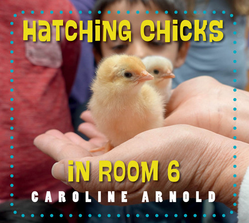 Hatching Chicks in Room 6 (Life Cycles in Room 6) book cover by Caroline Arnold