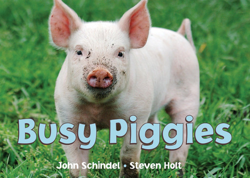 Busy Piggies (A Busy Book) book cover by John Schindel