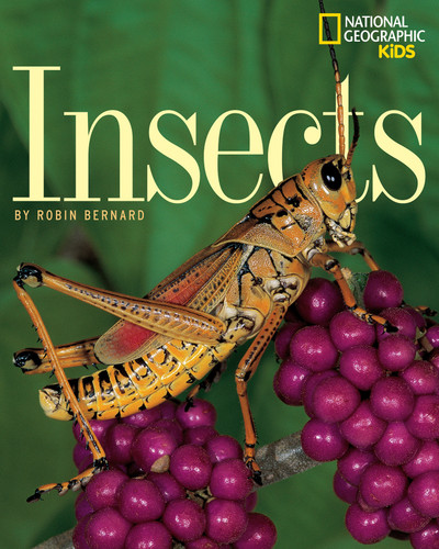 Insects book cover by Robin Bernard