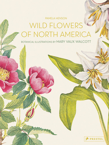 Wild Flowers of North America: Botanical Illustrations by  Mary Vaux Walcott book cover by 