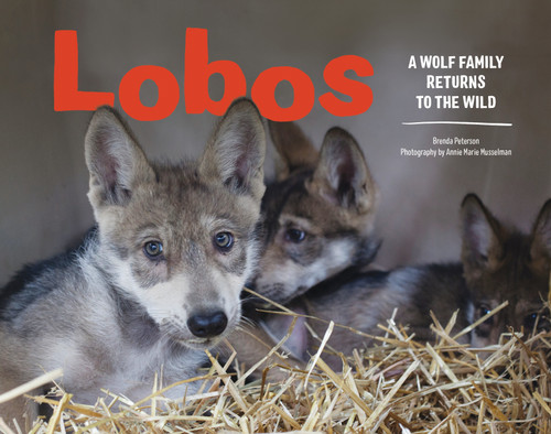 Lobos: A Wolf Family Returns to the Wild book cover by Brenda Peterson