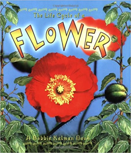 Flower ( Life Cycle of A...(Paperback) ) Cover