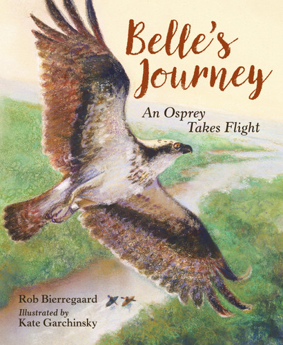 Belle's Journey: An Osprey Takes Flight book cover by Rob Bierregaard