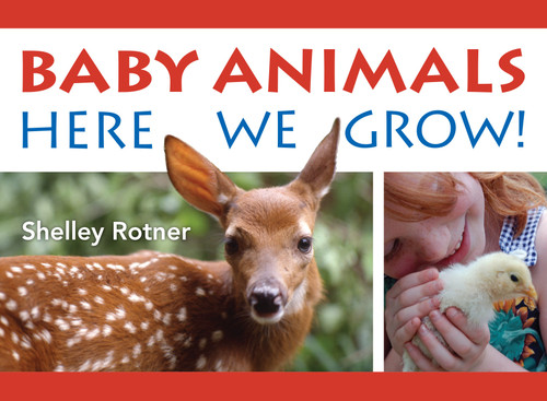 Baby Animals!: Here We Grow book cover by Shelley Rotner