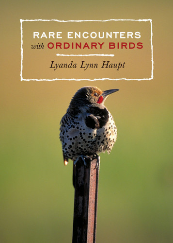 Rare Encounters with Ordinary Birds: A Bird Book for Adults book cover by Lyanda Lynn Haupt