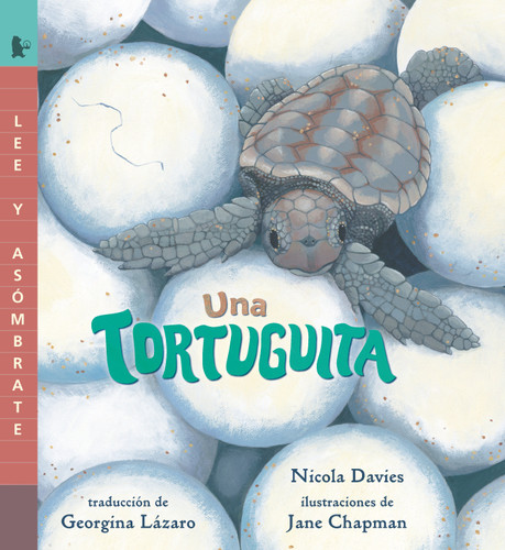 Una tortuguita: Lee y asómbrate (Lee y asómbrate) book cover by Nicola Davies