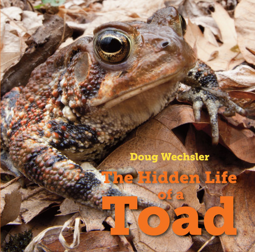 The Hidden Life of a Toad book cover by Doug Wechsler