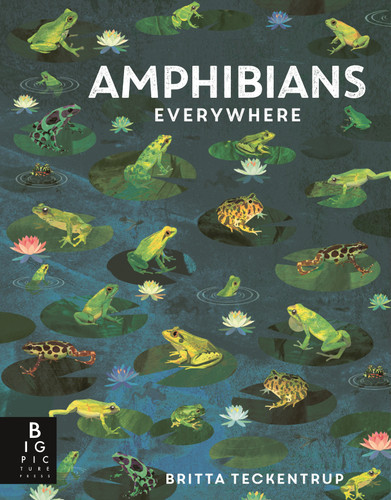 Amphibians Everywhere (Animals Everywhere) book cover by Camilla De La Bedoyere